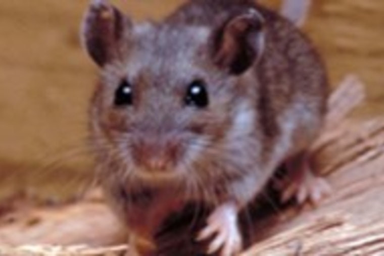 Grand Canyon Officials Confirm Cases of Hantavirus and Rabies, Urge Precaution Among Visitors