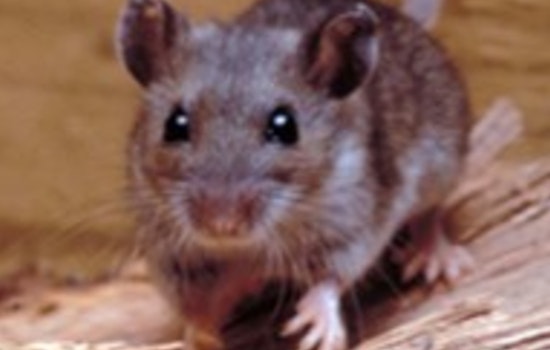Grand Canyon Officials Confirm Cases of Hantavirus and Rabies, Urge Precaution Among Visitors