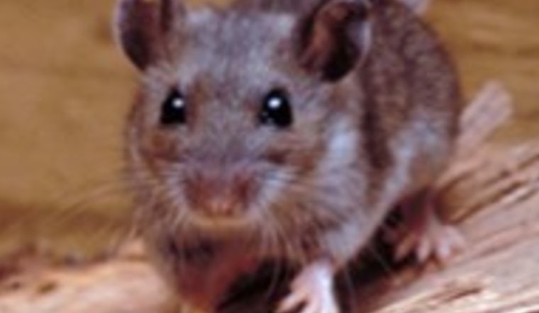 Grand Canyon Officials Confirm Cases of Hantavirus and Rabies, Urge Precaution Among Visitors