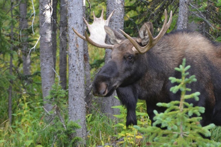 Grand Mesa Moose Day Offers Wildlife Watching and Education in Colorado on July 26