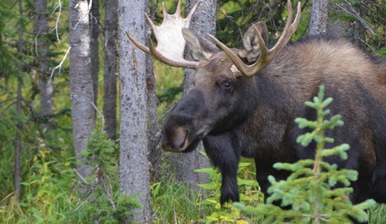 Grand Mesa Moose Day Offers Wildlife Watching and Education in Colorado on July 26