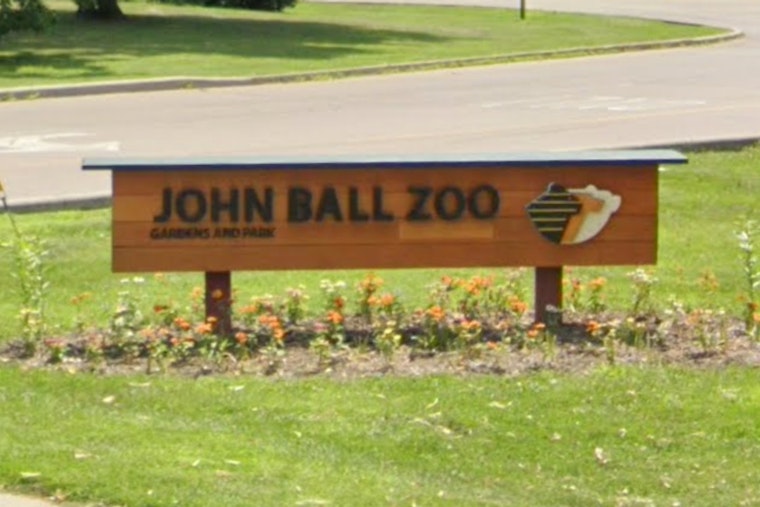 Grand Rapids' John Ball Zoo Anticipates Pygmy Hippo Calf in Conservation Triumph