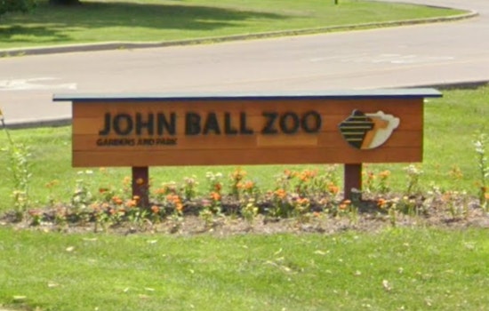 Grand Rapids' John Ball Zoo Anticipates Pygmy Hippo Calf in Conservation Triumph