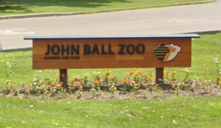 Grand Rapids' John Ball Zoo Anticipates Pygmy Hippo Calf in Conservation Triumph