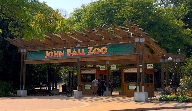 Grand Rapids Zoo and Hospital Join Forces as Custom Orthotic Brace Aids Flamingo’s Recovery