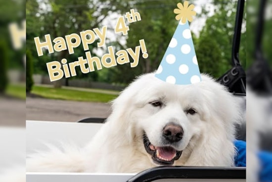 Grove City Celebrates Therapy K9 Bo's Birthday with a Call for Kindness in "#LoveLikeBo" Campaign