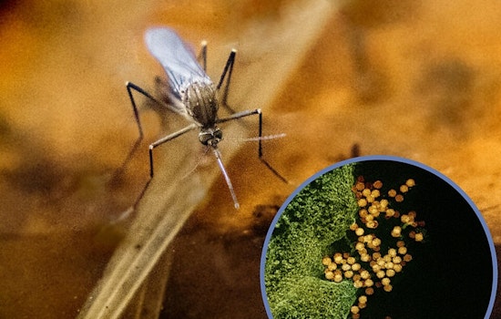Hamilton County Health Authorities Tackle West Nile Virus in Mosquitoes with Controlled Response