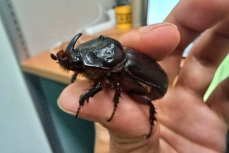 Hawaiʻi County Partners with HDOA to Combat Invasive Beetles in West Hawaiʻi Through Voluntary Compliance Order