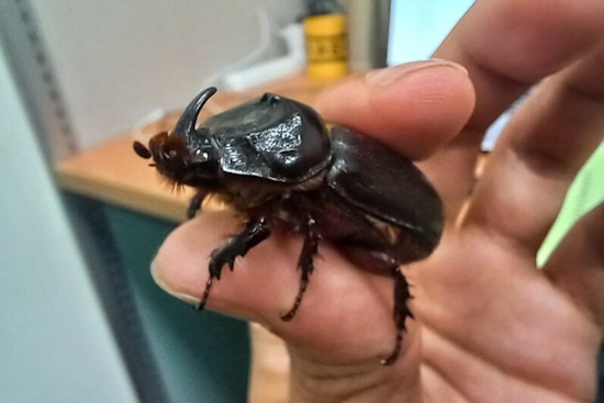 Hawaiʻi County Partners with HDOA to Combat Invasive Beetles in West Hawaiʻi Through Voluntary Compliance Order