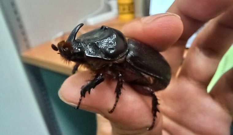 Hawaiʻi County Partners with HDOA to Combat Invasive Beetles in West Hawaiʻi Through Voluntary Compliance Order