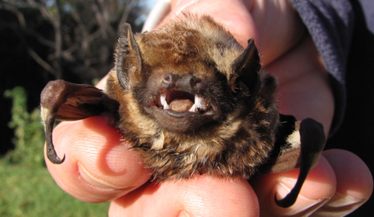 Hawaii Calls on Residents to Report Sightings of Endangered ʻŌpeʻapeʻa to Aid Conservation Efforts