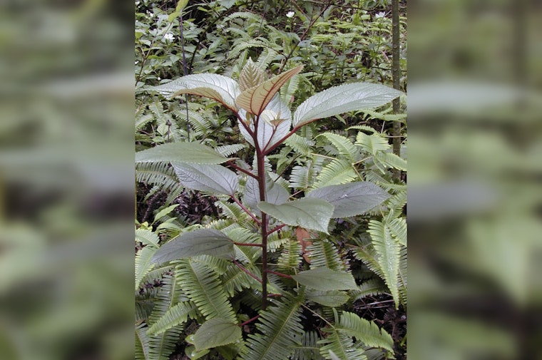 Hawai‘i Enforces New Law Requiring Māmaki Tea to Be 100% Locally Grown