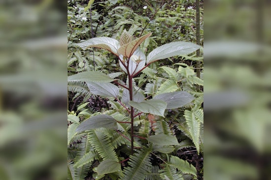 Hawai‘i Enforces New Law Requiring Māmaki Tea to Be 100% Locally Grown