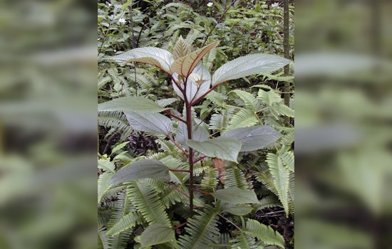 Hawai‘i Enforces New Law Requiring Māmaki Tea to Be 100% Locally Grown