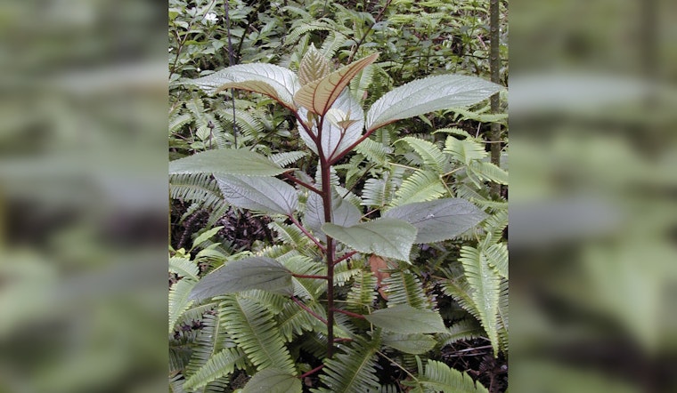 Hawai‘i Enforces New Law Requiring Māmaki Tea to Be 100% Locally Grown