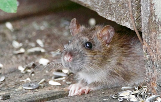 Health Alert, Hantavirus and Rabies Cases Reported at Grand Canyon National Park and Surrounding Regions