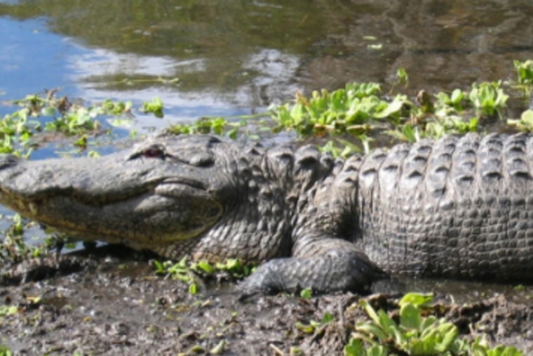 Hillsborough County Advisory Warns of Increased Alligator Activity Near Waterways This Summer