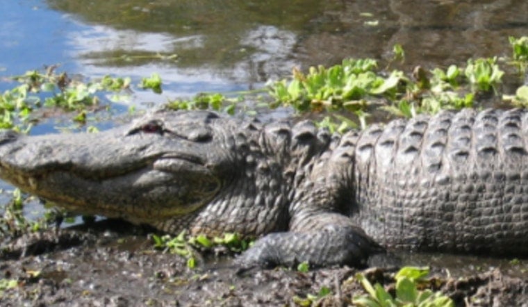 Hillsborough County Advisory Warns of Increased Alligator Activity Near Waterways This Summer