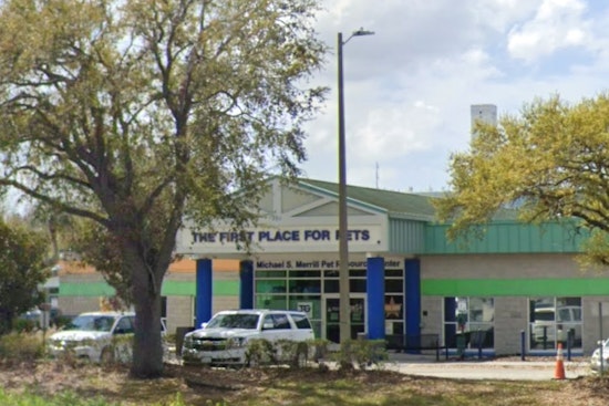 Hillsborough County Pet Resource Center Overwhelmed, Urgent Plea for Adoptions and Fosters in Tampa