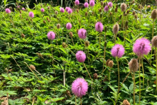 Hillsborough County Promotes Native Plant Landscaping for Durability and Ecology