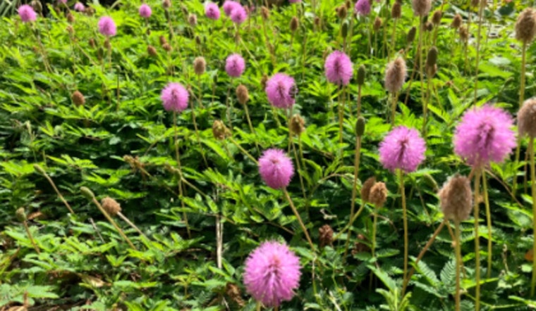 Hillsborough County Promotes Native Plant Landscaping for Durability and Ecology