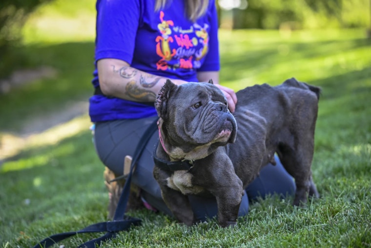 Humane Society Investigates Suspected Animal Cruelty After Emaciated Dog Found in Ypsilanti