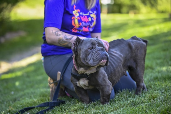 Humane Society Investigates Suspected Animal Cruelty After Emaciated Dog Found in Ypsilanti