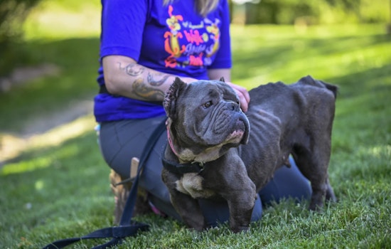 Humane Society Investigates Suspected Animal Cruelty After Emaciated Dog Found in Ypsilanti
