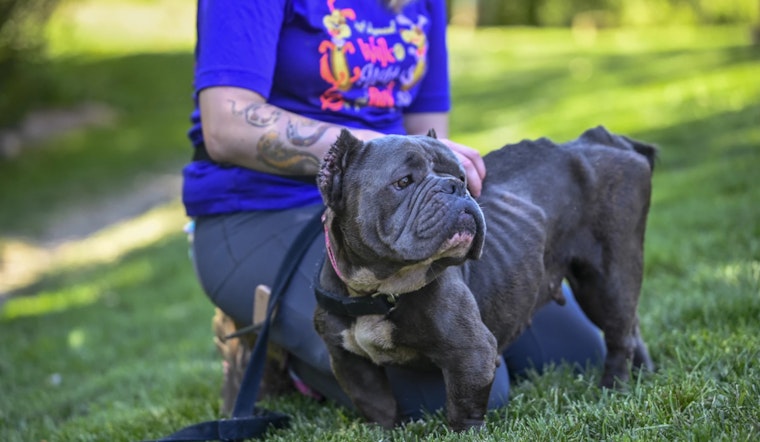 Humane Society Investigates Suspected Animal Cruelty After Emaciated Dog Found in Ypsilanti