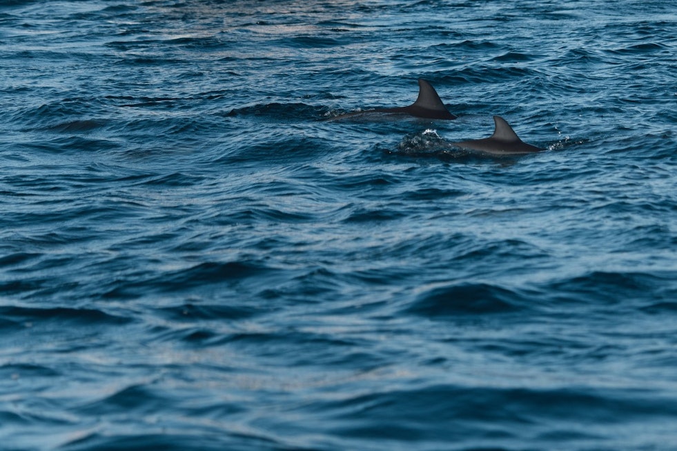 Increased Shark Sightings Prompt Drone Surveillance and Beach Closures in NYC's Rockaway Beach