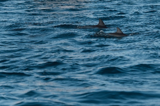 Increased Shark Sightings Prompt Drone Surveillance and Beach Closures in NYC's Rockaway Beach