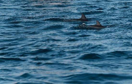 Increased Shark Sightings Prompt Drone Surveillance and Beach Closures in NYC's Rockaway Beach