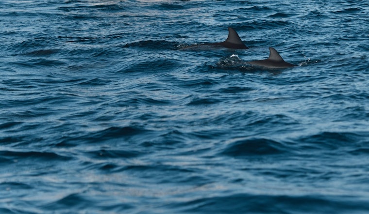 Increased Shark Sightings Prompt Drone Surveillance and Beach Closures in NYC's Rockaway Beach