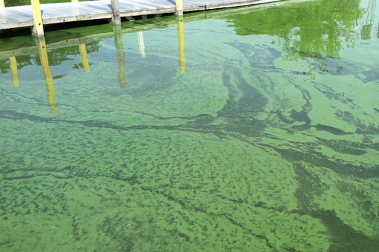 Ionia County Health Officials Warn of Potentially Dangerous Algae Bloom in Woodard Lake