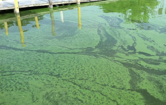 Ionia County Health Officials Warn of Potentially Dangerous Algae Bloom in Woodard Lake