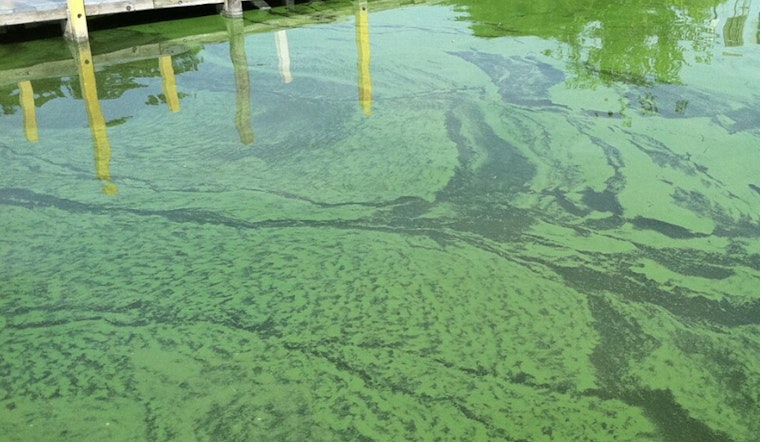 Ionia County Health Officials Warn of Potentially Dangerous Algae Bloom in Woodard Lake