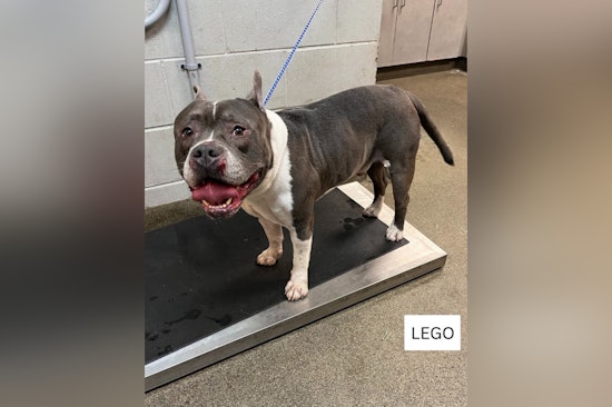 Jacksonville's ACPS Urgently Seeks Community Help to Rehome 100 Dogs Amid Overcrowding Crisis
