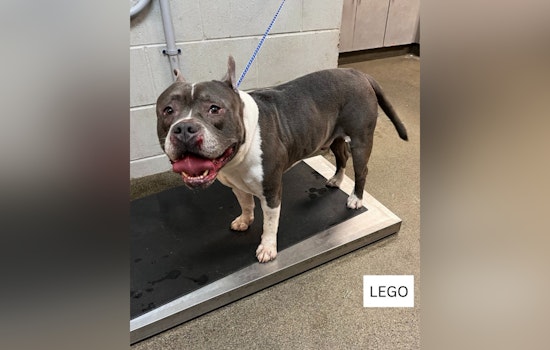 Jacksonville's ACPS Urgently Seeks Community Help to Rehome 100 Dogs Amid Overcrowding Crisis