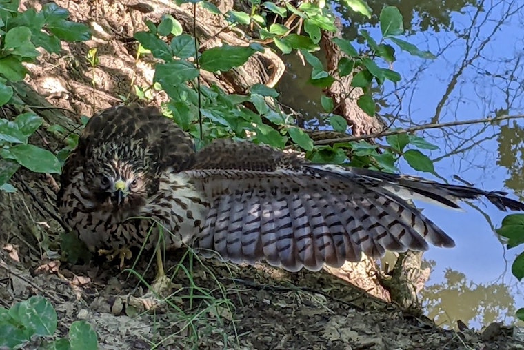 Keller Officer Hailed for Heroic Rescue of Hawk at Bear Creek Park