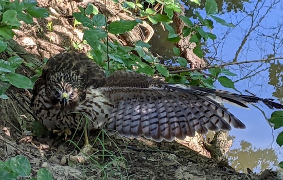 Keller Officer Hailed for Heroic Rescue of Hawk at Bear Creek Park