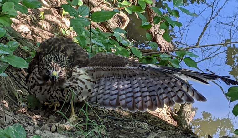 Keller Officer Hailed for Heroic Rescue of Hawk at Bear Creek Park