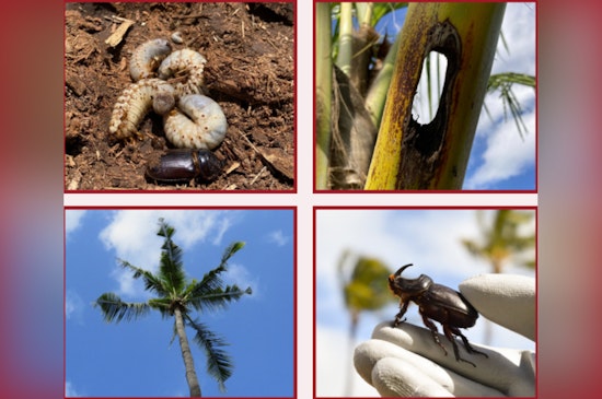 Kona Mobilizes Against Invasive Coconut Rhinoceros Beetle Infestation