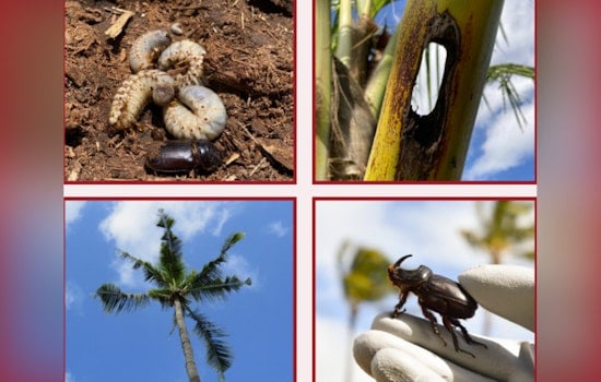 Kona Mobilizes Against Invasive Coconut Rhinoceros Beetle Infestation