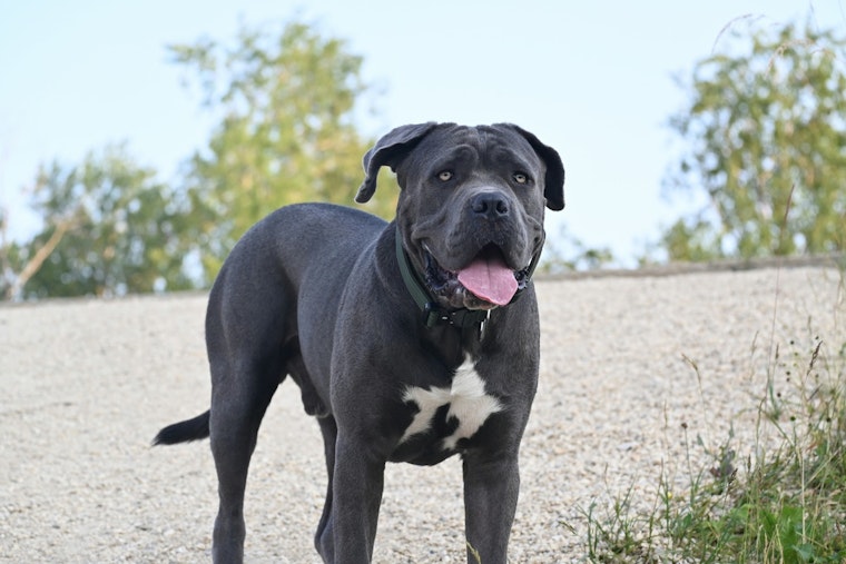 Lancaster Man Dies After Fatal Mauling by Pit Bulls, Authorities Investigate Attack Circumstances