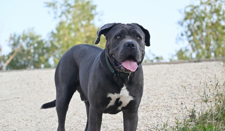 Lancaster Man Dies After Fatal Mauling by Pit Bulls, Authorities Investigate Attack Circumstances
