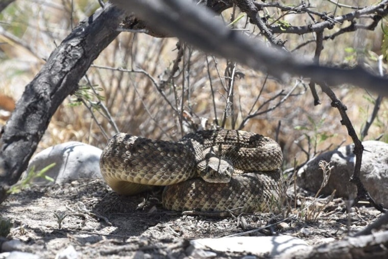Las Cruces Officials Offer Safety Tips for Snake Encounters in Warm Weather