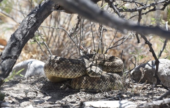 Las Cruces Officials Offer Safety Tips for Snake Encounters in Warm Weather