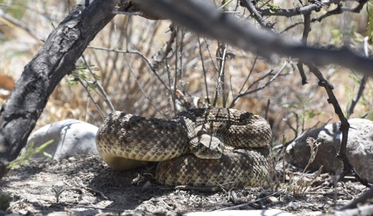 Las Cruces Officials Offer Safety Tips for Snake Encounters in Warm Weather