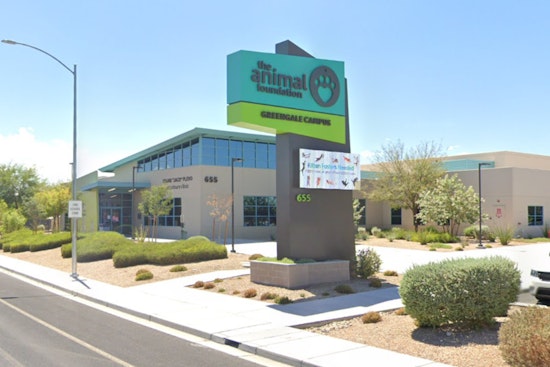 Las Vegas Animal Foundation Urges Adoption of Rescued Rabbits from Local Dumping Ground
