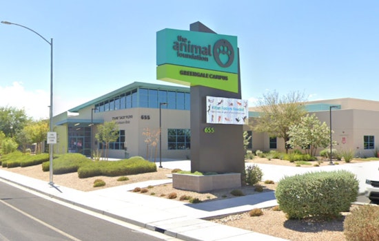Las Vegas Animal Foundation Urges Adoption of Rescued Rabbits from Local Dumping Ground